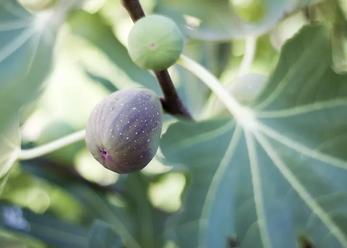 Milan Otel Primorsko